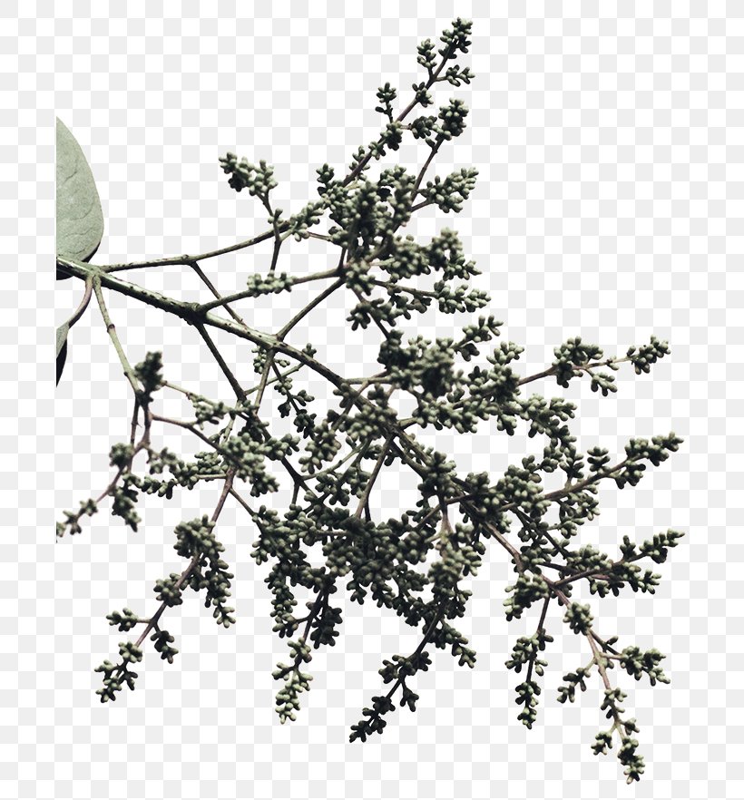 Twig Shrub White, PNG, 696x882px, Twig, Black And White, Branch, Plant, Shrub Download Free