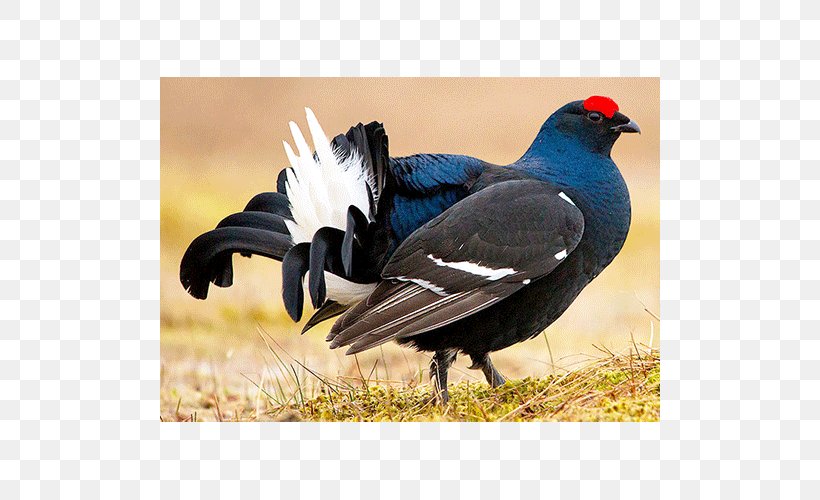Black Grouse Bird Fauna Beak, PNG, 500x500px, Black Grouse, Beak, Bird, Description, Family Download Free