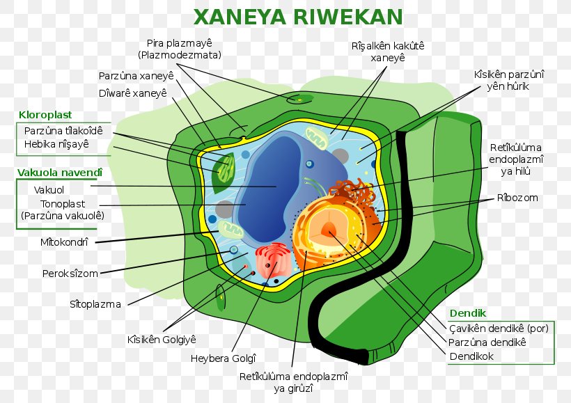 Plant Cell Eukaryote Cell Nucleus Plants, PNG, 800x579px, Watercolor, Cartoon, Flower, Frame, Heart Download Free