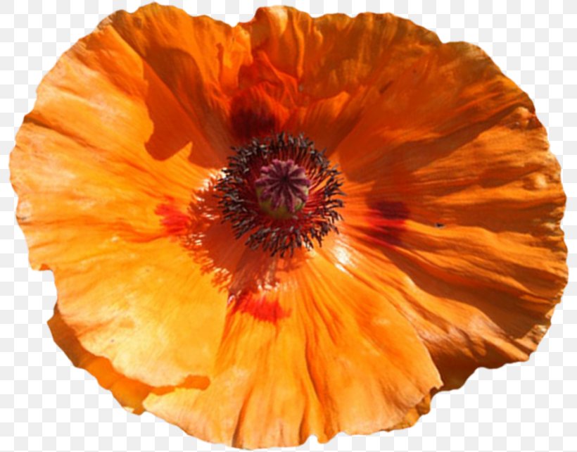 Poppy Flower Clip Art, PNG, 800x642px, Poppy, Color, Flower, Flowering Plant, Liveinternet Download Free