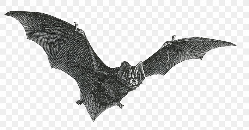 Vampire Bat Drawing Clip Art, PNG, 1600x838px, Bat, Animal, Bat Wing Development, Black And White, Drawing Download Free