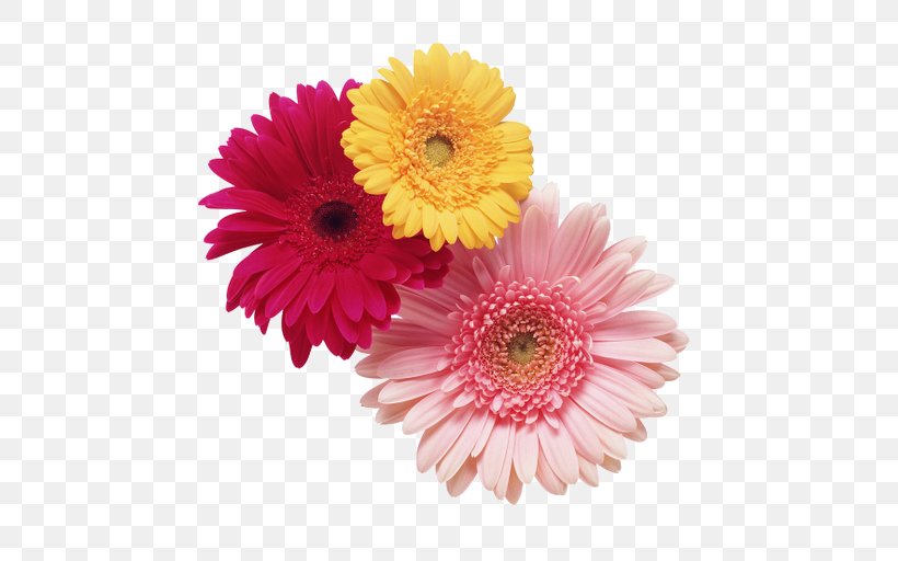 Cut Flowers Chrysanthemum Stock Photography Daisy Family, PNG, 512x512px, Flower, Annual Plant, Aster, Asterales, Chrysanthemum Download Free