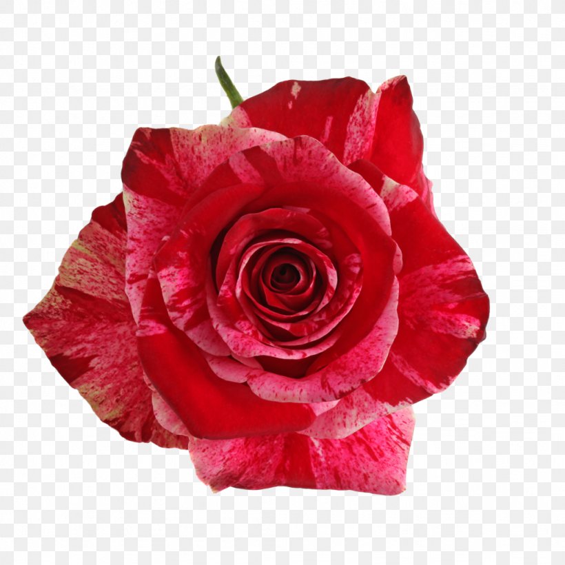 Garden Roses Red Cabbage Rose Floribunda, PNG, 1024x1024px, Garden Roses, Artificial Flower, Cabbage Rose, Cut Flowers, Floribunda Download Free
