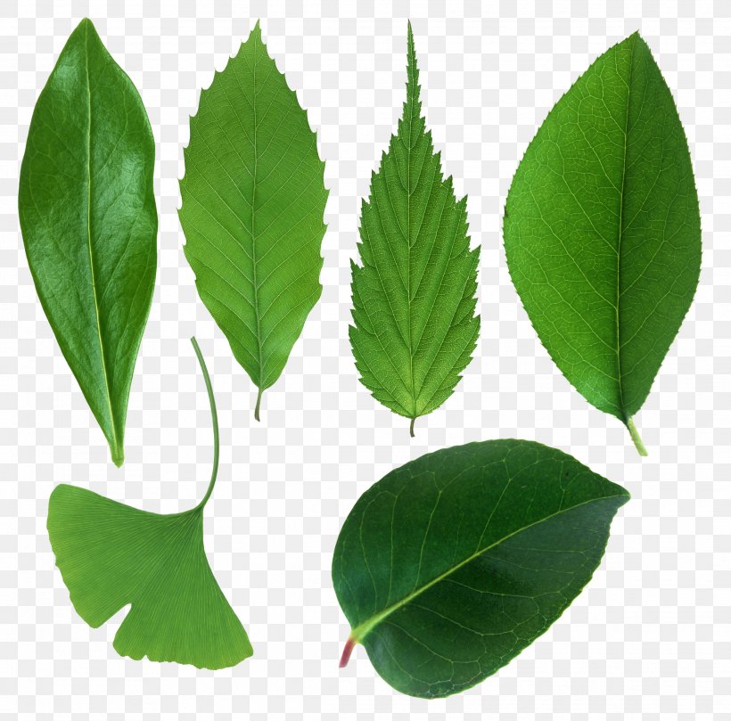 Leaf Plant Stem Clip Art, PNG, 2279x2249px, Leaf, Digital Image, Display Resolution, Freeware, Herbalism Download Free