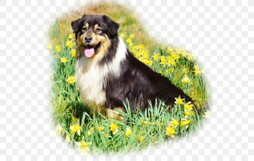 english shetland sheepdog