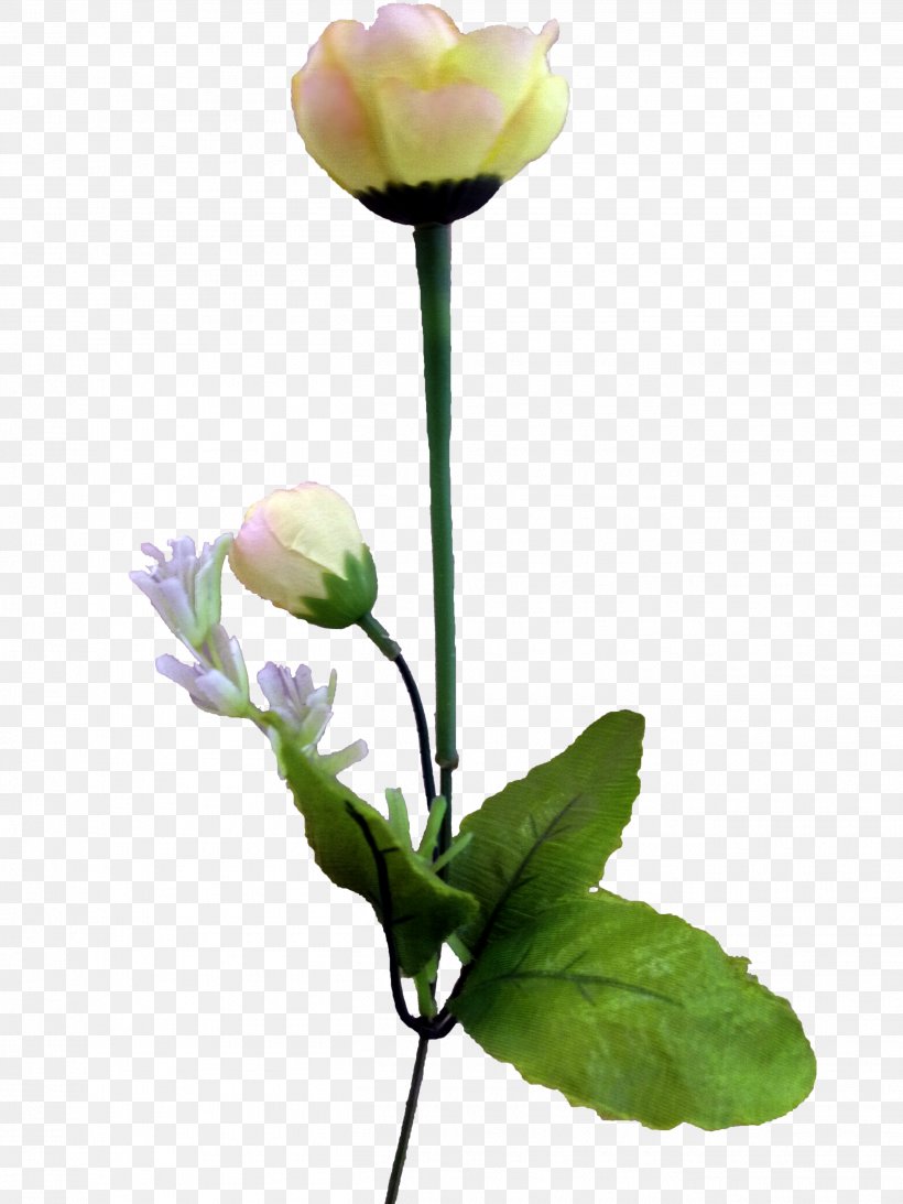 Tulip Flower Computer File, PNG, 2625x3500px, Tulip, Artificial Flower, Bud, Cut Flowers, Floral Design Download Free