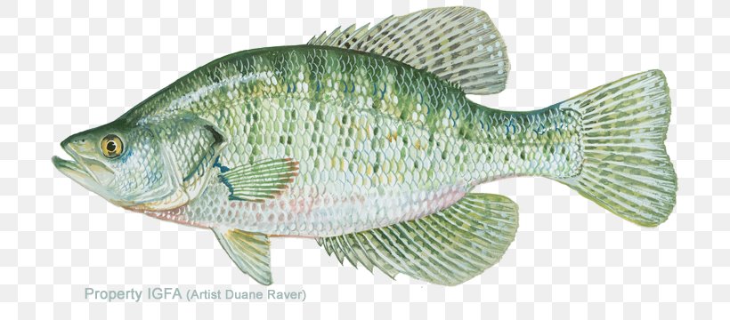 White Crappie Black Crappie White Perch Fishing Bass, PNG, 720x360px, White Crappie, Animal Figure, Barramundi, Bass, Black Crappie Download Free
