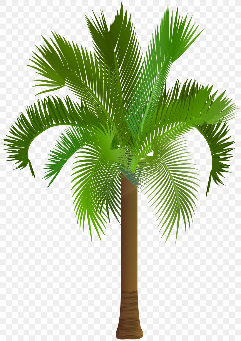 Arecaceae Asian Palmyra Palm Clip Art, PNG, 5656x8000px, Arecaceae, Arecales, Black And White, Borassus Flabellifer, Coconut Download Free
