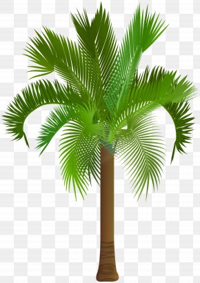 Palm Tree Clip Art Image - Arecaceae Asian Palmyra Palm Clip Art PNG