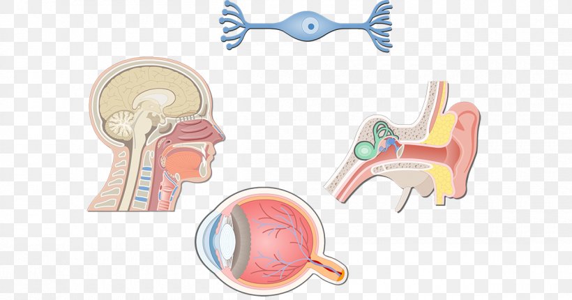 Ear Bipolar Neuron Axon Pseudounipolar Neuron, PNG, 1200x630px, Watercolor, Cartoon, Flower, Frame, Heart Download Free