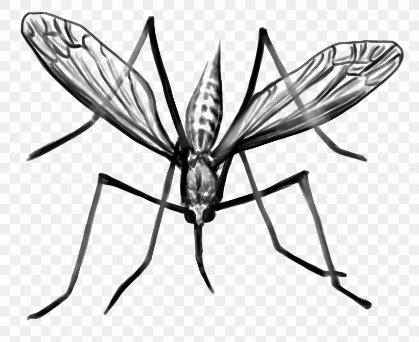 Mosquito Clip Art Black & White, PNG, 2520x2064px, Mosquito, Art, Arthropod, Black White M, Blackandwhite Download Free