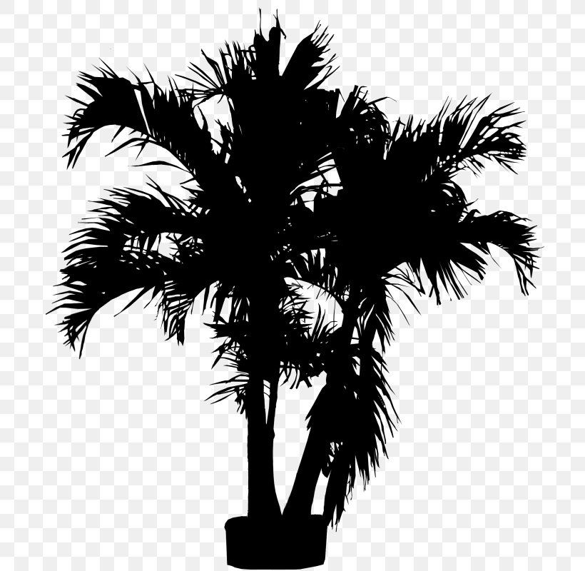 Asian Palmyra Palm Babassu Black & White, PNG, 706x800px, Asian Palmyra Palm, Arecales, Attalea, Attalea Speciosa, Babassu Download Free