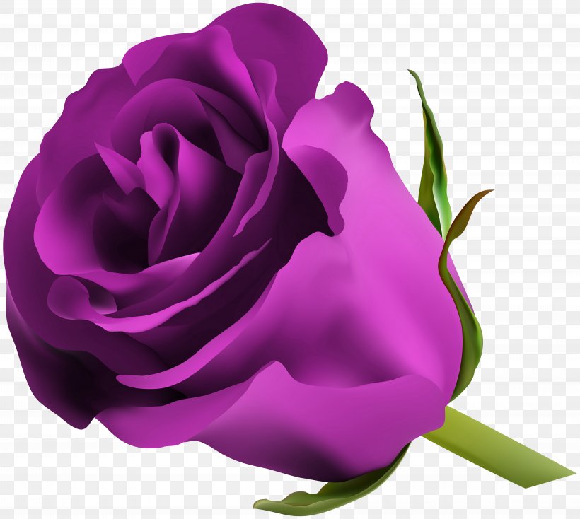 Blue Rose Flower Clip Art, PNG, 8000x7168px, Blue Rose, Blue, China Rose, Close Up, Color Download Free