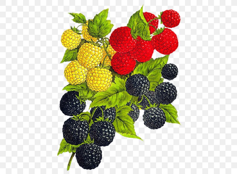 Red Raspberry Clip Art Fruit Sorbet, PNG, 438x600px, Raspberry, Berries, Berry, Black Raspberry, Blackberry Download Free