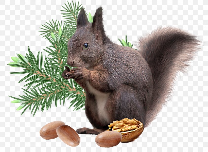 Squirrel Christmas Decoration Rodent, PNG, 1400x1023px, Squirrel, Animal, Christmas, Christmas Decoration, Drawing Download Free