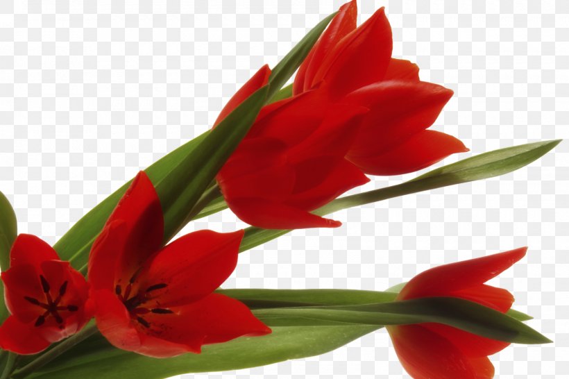 Tulip Cut Flowers Petal, PNG, 1600x1067px, Tulip, Alstroemeriaceae, Amaryllis, Amaryllis Belladonna, Amaryllis Family Download Free