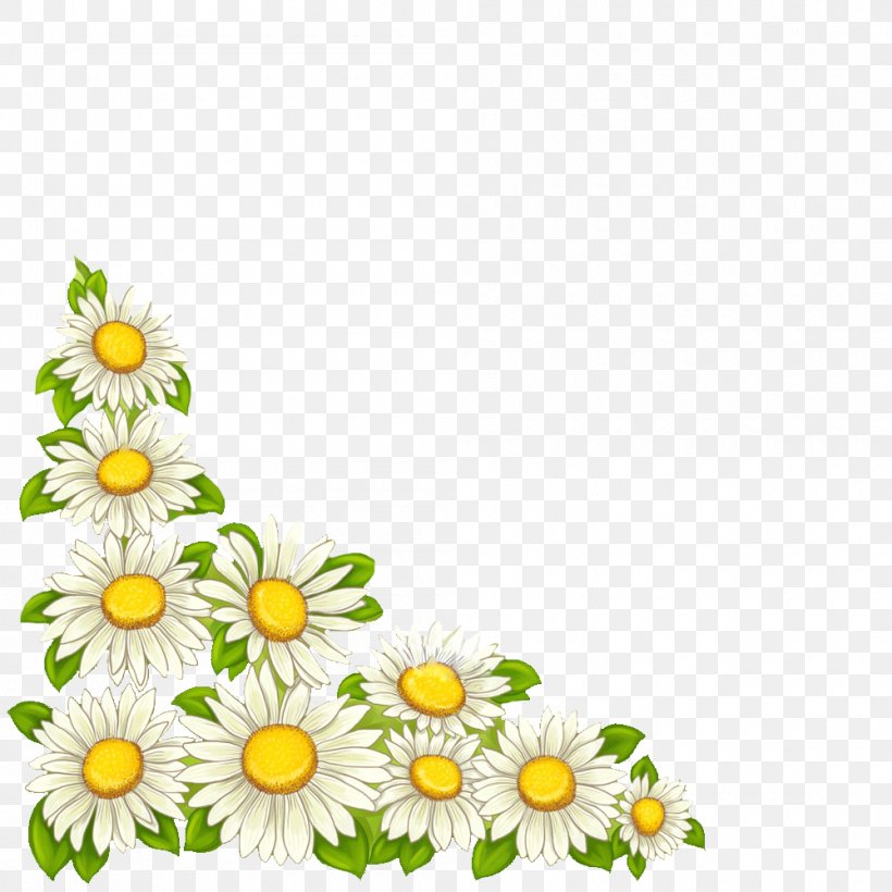 Vector Graphics Image Download Illustration, PNG, 1000x1000px, Advertising, Annual Plant, Chamaemelum Nobile, Chrysanths, Cut Flowers Download Free