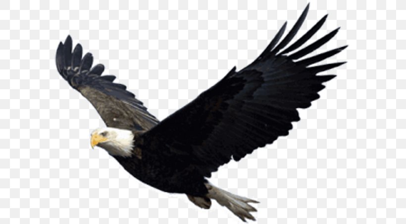 Bald Eagle, PNG, 600x452px, Bald Eagle, Accipitriformes, Beak, Bird, Bird Of Prey Download Free