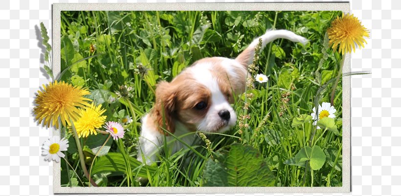 Cavalier King Charles Spaniel Welsh Springer Spaniel Puppy Dog Breed, PNG, 700x402px, Cavalier King Charles Spaniel, Breed, Companion Dog, Dog, Dog Breed Download Free