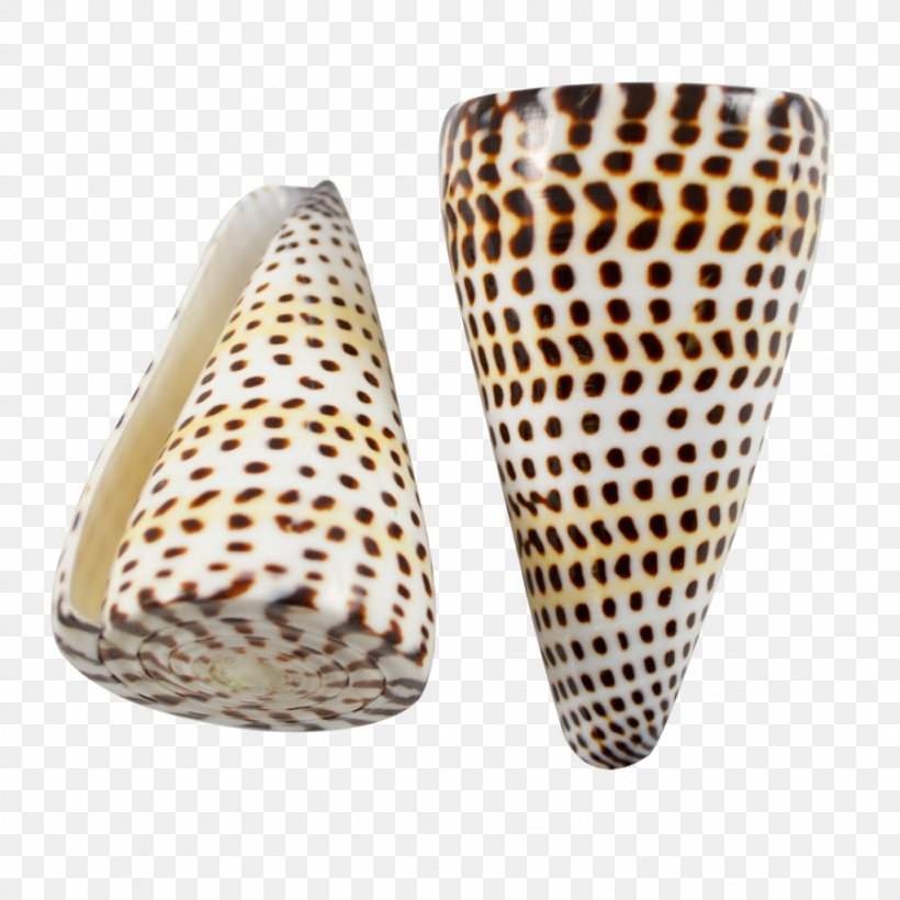 Conus Marmoreus Gastropods Seashell Cone Snails Monetaria Caputserpentis, PNG, 1024x1024px, Gastropods, Cone Snails, Conidae, Conus, Conus Litteratus Download Free