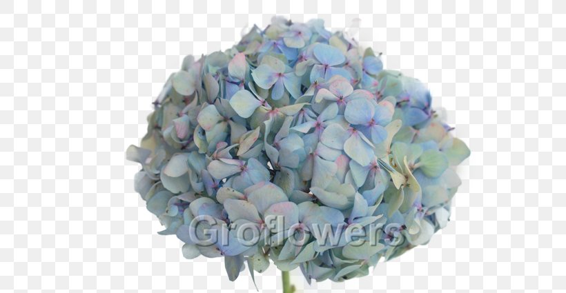 Hydrangea Cut Flowers Flower Bouquet Petal, PNG, 640x425px, Hydrangea, Blue, Cornales, Cut Flowers, Flower Download Free