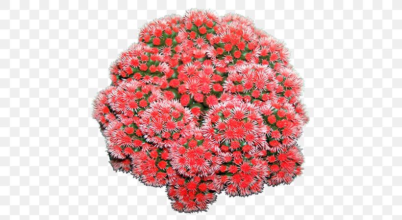 Red Color Cactaceae Plant Chrysanthemum, PNG, 450x450px, Red, Annual Plant, Byte, Cactaceae, Chrysanthemum Download Free