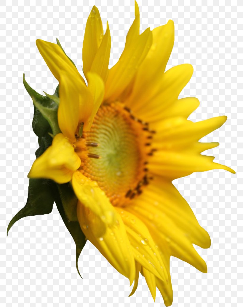 Common Sunflower Clip Art, PNG, 772x1034px, Common Sunflower, Daisy Family, Darkest Hour, Flower, Flowering Plant Download Free