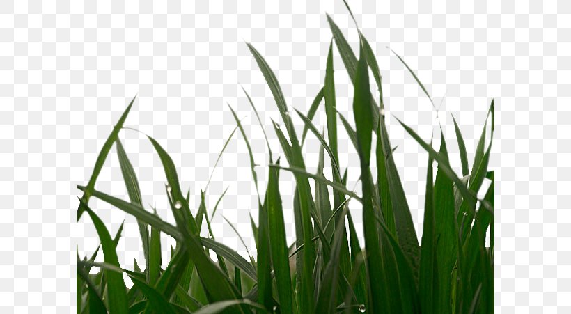 Green Barley Caryopsis Cancer, PNG, 600x451px, Green, Barley, Bean, Cancer, Caryopsis Download Free