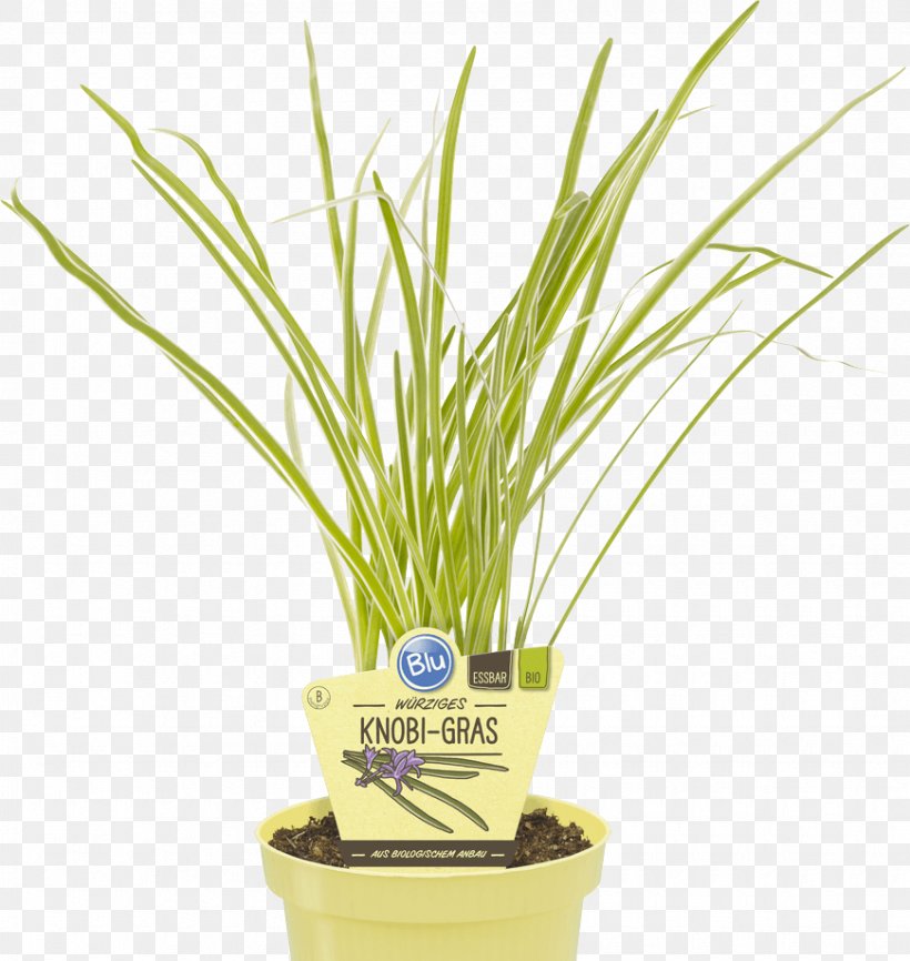 Society Garlic Embryophyta Garlic Chives Grass, PNG, 870x919px, Embryophyta, Acorus Gramineus, Candyleaf, Chives, Flowerpot Download Free