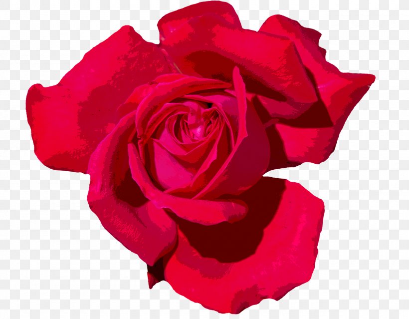 Garden Roses Cabbage Rose Floribunda Red, PNG, 1280x999px, Garden Roses, Cabbage Rose, China Rose, Cut Flowers, Floribunda Download Free