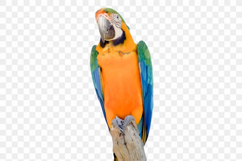 Night King Background, PNG, 2448x1632px, Parrot, Animal, Australian King Parrot, Beak, Bird Download Free