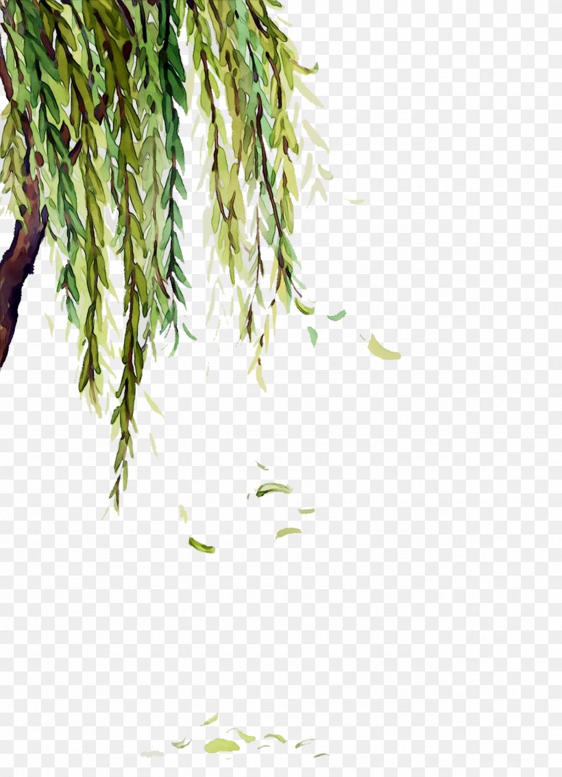 Twig Plant Stem Leaf Grasses Plants, PNG, 1281x1773px, Twig, Grass, Grasses, Green, Leaf Download Free