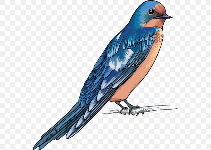 Bird Swallow Finch Bald Eagle, PNG, 565x583px, Bird, American Sparrows, Apodes, Bald Eagle, Beak Download Free