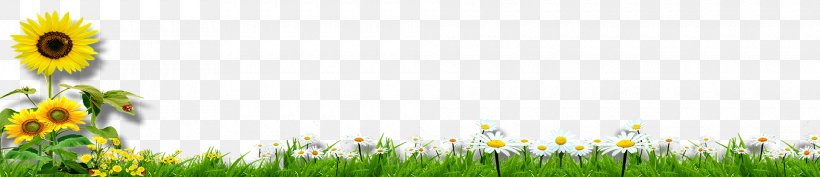 Common Sunflower Yellow Computer File, PNG, 1920x416px, Common Sunflower, Designer, Energy, Field, Floral Design Download Free