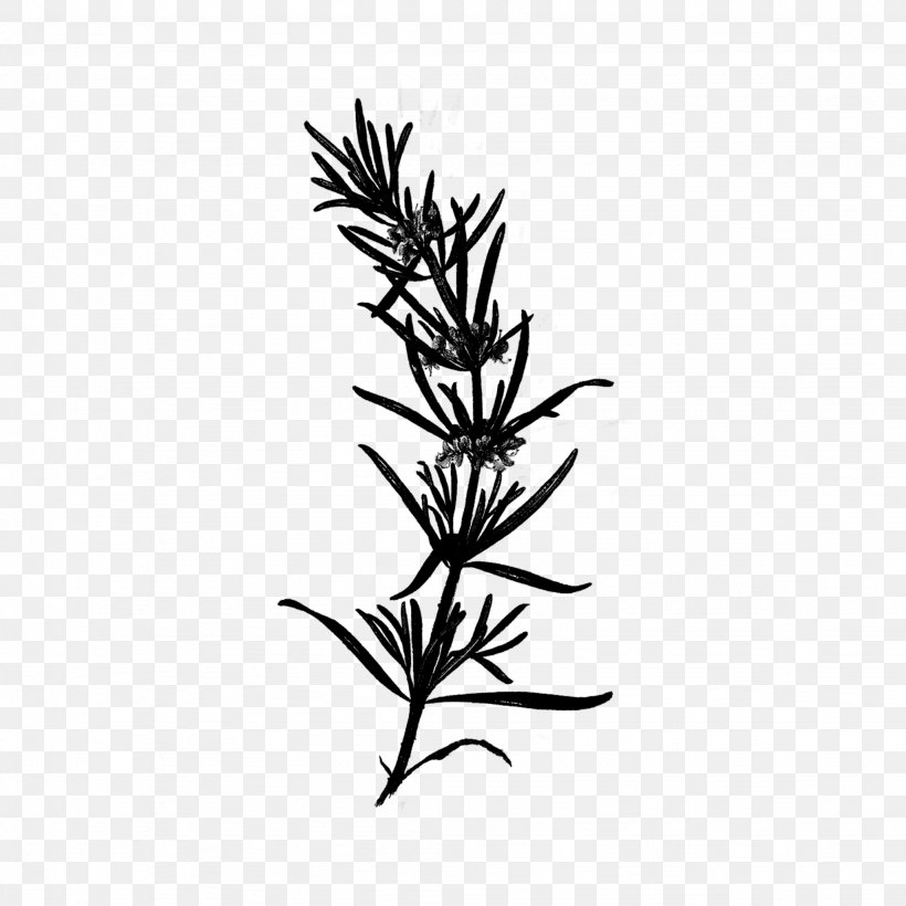 Plant Stem Leaf Flower Font Grasses, PNG, 2048x2048px, Plant Stem, American Larch, Blackandwhite, Botany, Branch Download Free