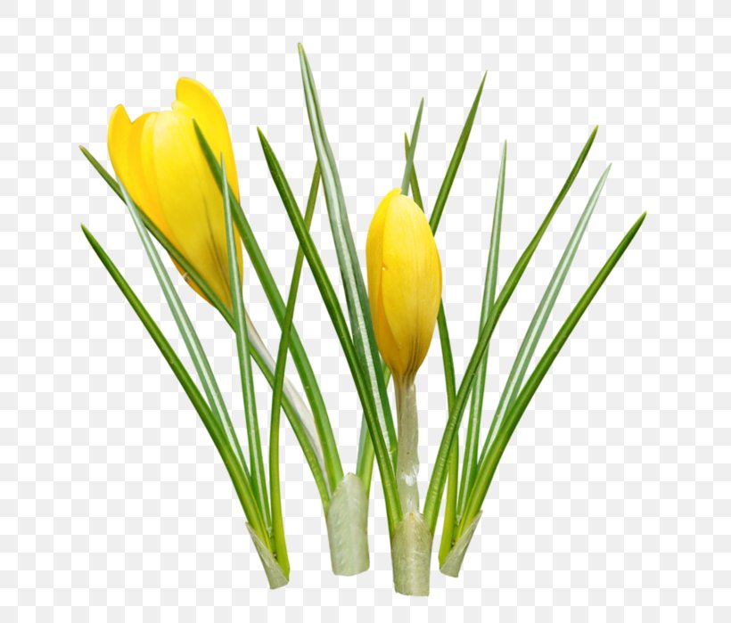 Crocus Yellow Clip Art, PNG, 682x699px, Crocus, Bud, Cut Flowers, Data, Flower Download Free