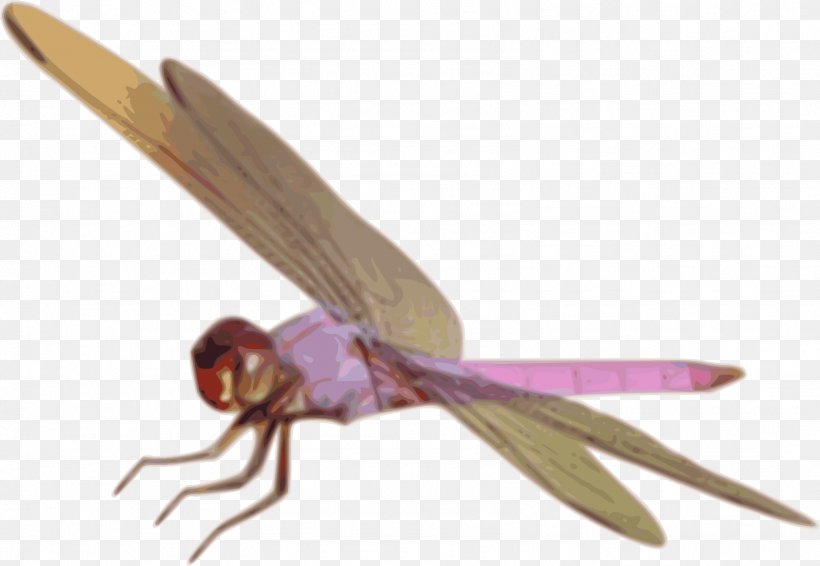 Dragonfly Insect Clip Art, PNG, 1598x1104px, Dragonfly, Arthropod, Dragonflies And Damseflies, Drawing, Freemail Download Free