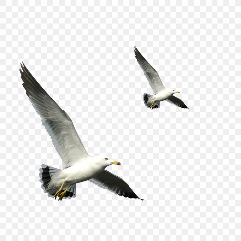 European Herring Gull Bird Flight Gulls, PNG, 1969x1969px, European Herring Gull, Beak, Bird, Bird Migration, Charadriiformes Download Free