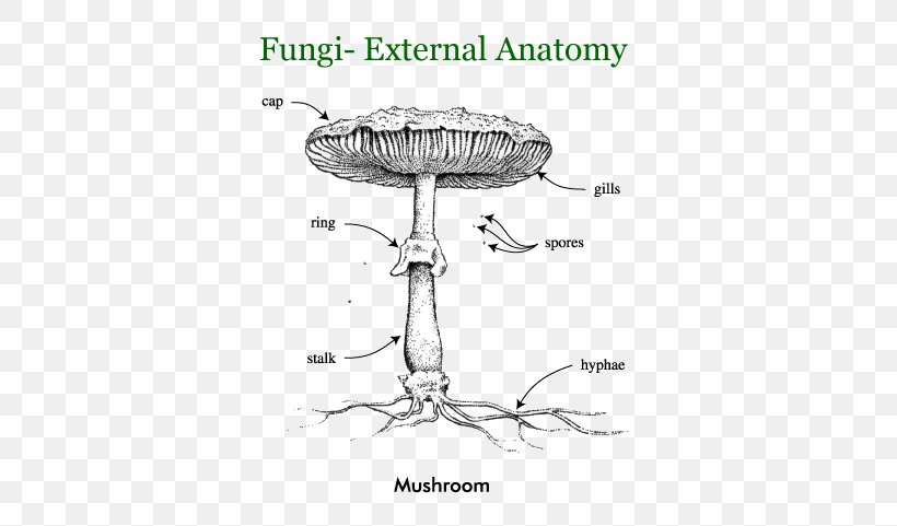 Fungus Comparative Anatomy Human Body Basidiomycetes, PNG, 700x481px, Fungus, Anatomy, Artwork, Basidiomycetes, Biology Download Free