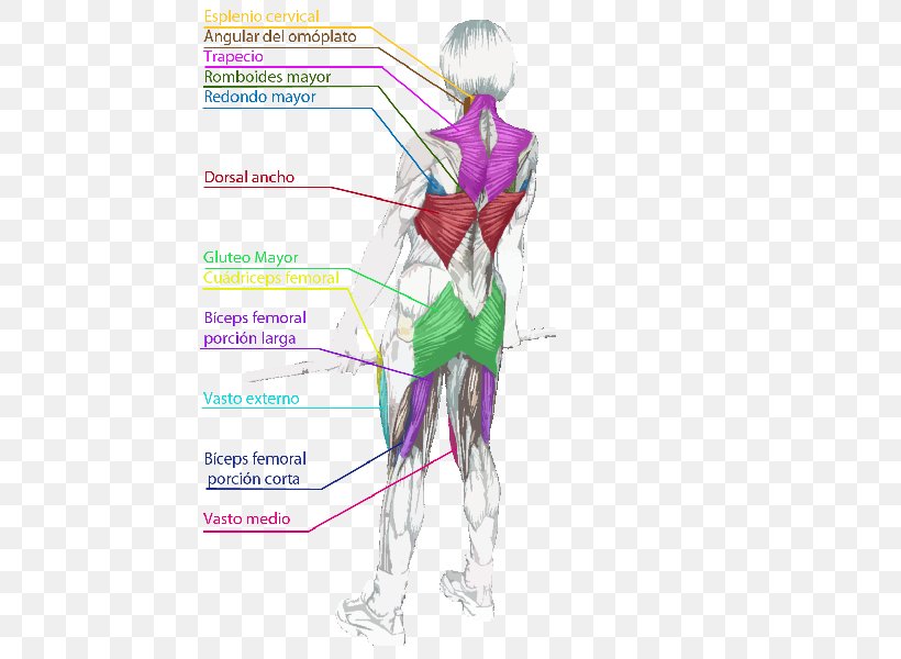 Gluteal Muscles Shoulder Deadlift Trapezius, PNG, 508x600px, Watercolor, Cartoon, Flower, Frame, Heart Download Free