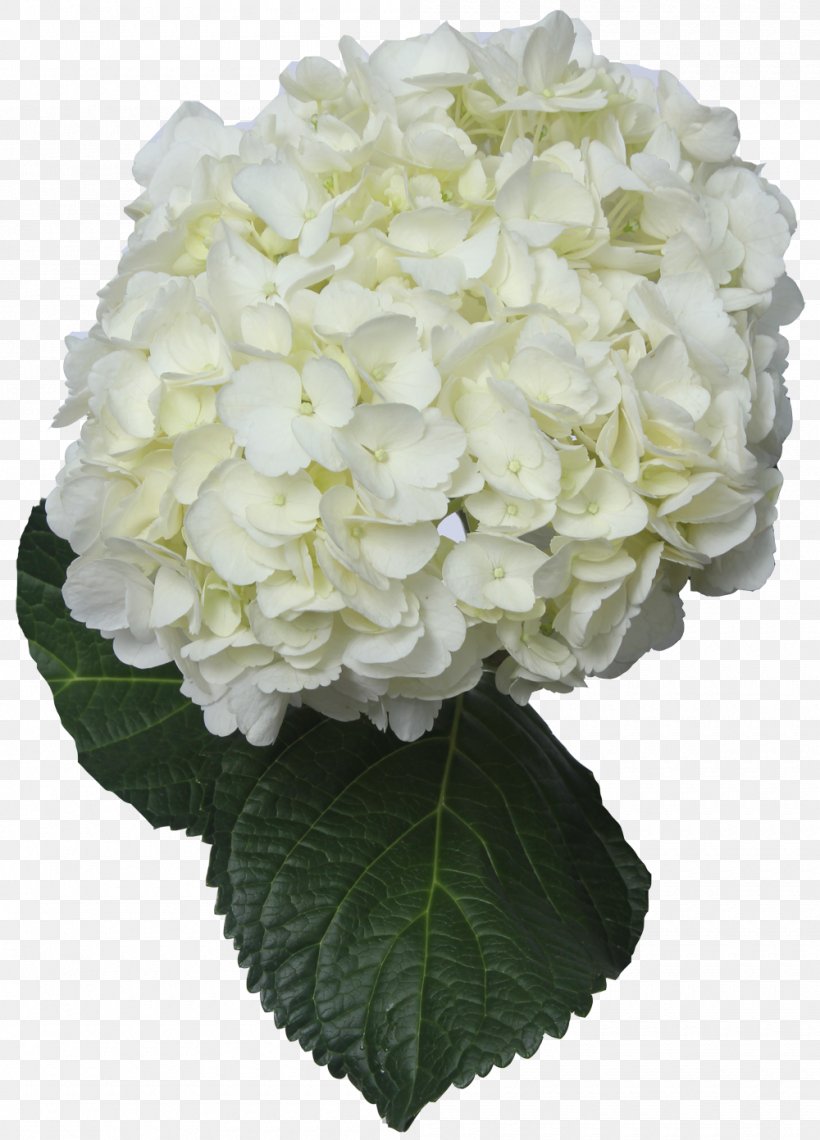 Hydrangea Cut Flowers White Green, PNG, 1000x1391px, Hydrangea, Blue, Color, Cornales, Cut Flowers Download Free