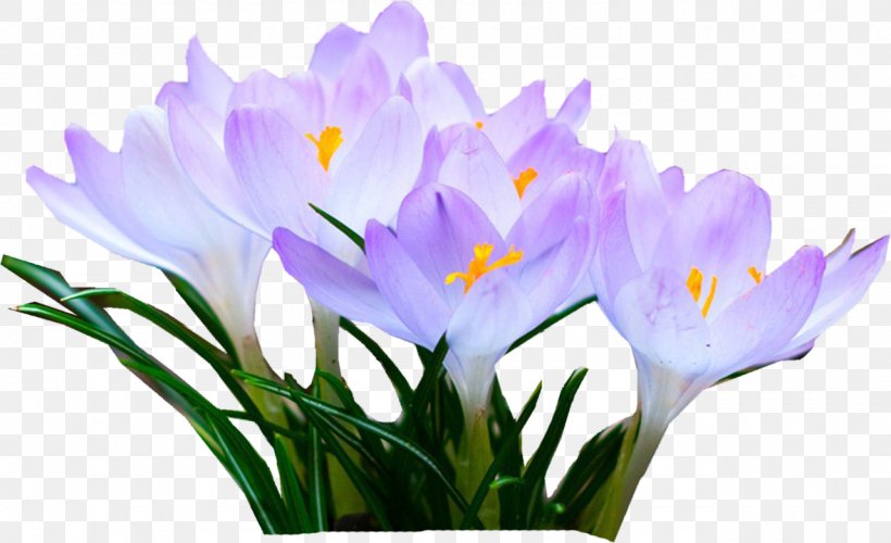 IPhone 6 Desktop Wallpaper Flower Tablet Computers, PNG, 1280x781px, Iphone 6, Android, Crocus, Display Resolution, Flower Download Free