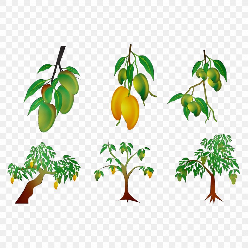 Product Plant Stem Leaf Fruit Clip Art, PNG, 1850x1850px, Plant Stem, Branch, Branching, Citrus, Flower Download Free