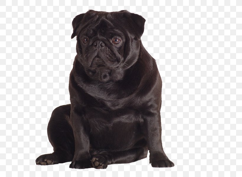 Pug Puppy Dog Breed Toy Dog Snout, PNG, 800x600px, Pug, Canidae, Carnivoran, Companion Dog, Dog Download Free