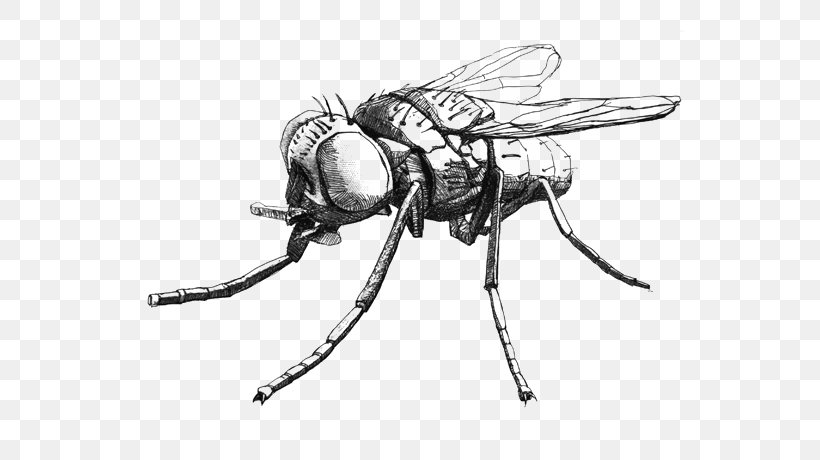 Insect Fly Drawing Muscidae, PNG, 567x460px, Insect, Arthropod, Black And White, Cartoon, Drawing Download Free