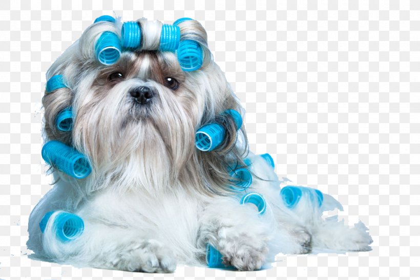 Morkie Cat Dog Grooming Pet Hairstyle, PNG, 1000x667px, Morkie, Carnivoran, Cat, Companion Dog, Dog Download Free