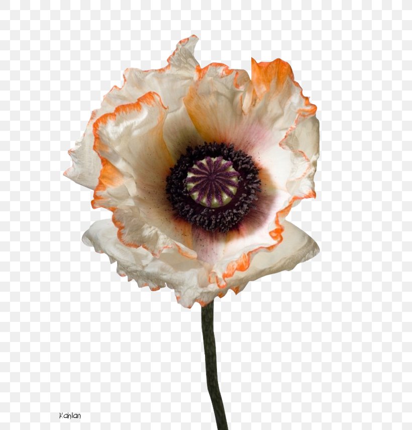 Photography Flower Photographer Poppy, PNG, 640x855px, Photography, Art, Close Up, Cut Flowers, Fineart Photography Download Free