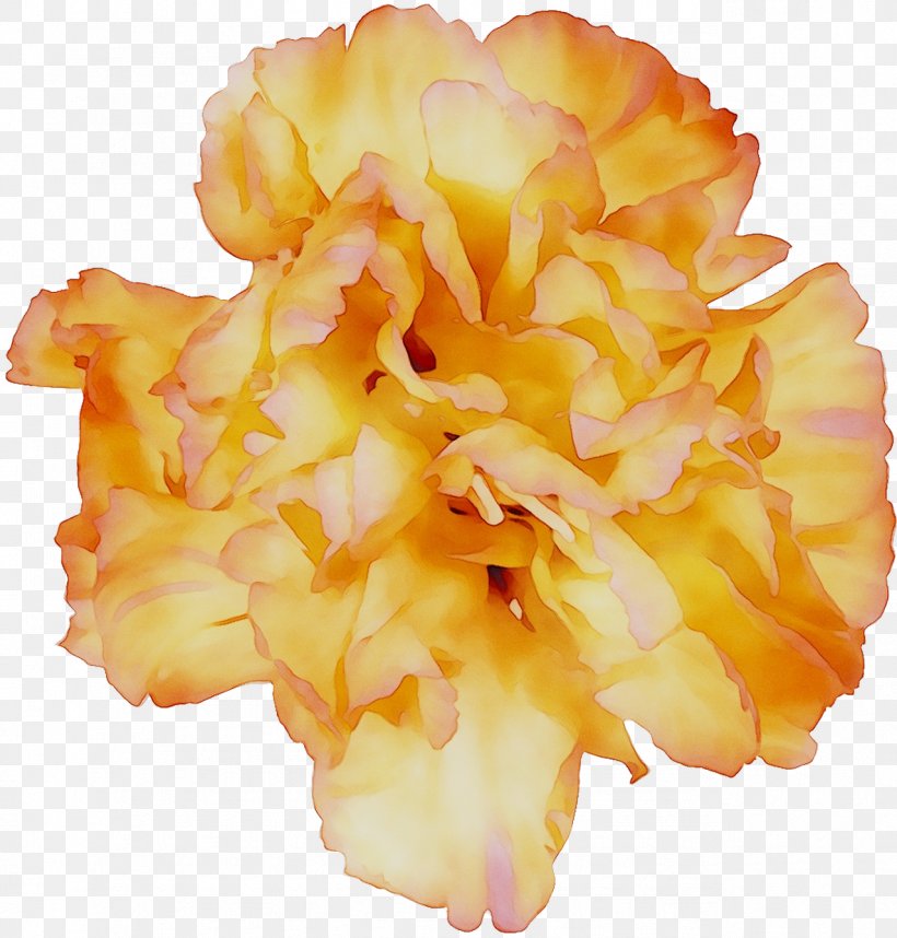 Yellow Cut Flowers, PNG, 1277x1337px, Yellow, Carnation, Cut Flowers, Dianthus, Flower Download Free