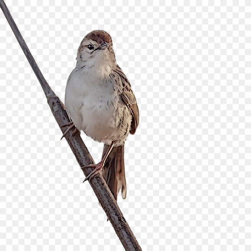 Bird, PNG, 1440x1440px, Bird, Beak, Emberizidae, Field Sparrow, House Sparrow Download Free