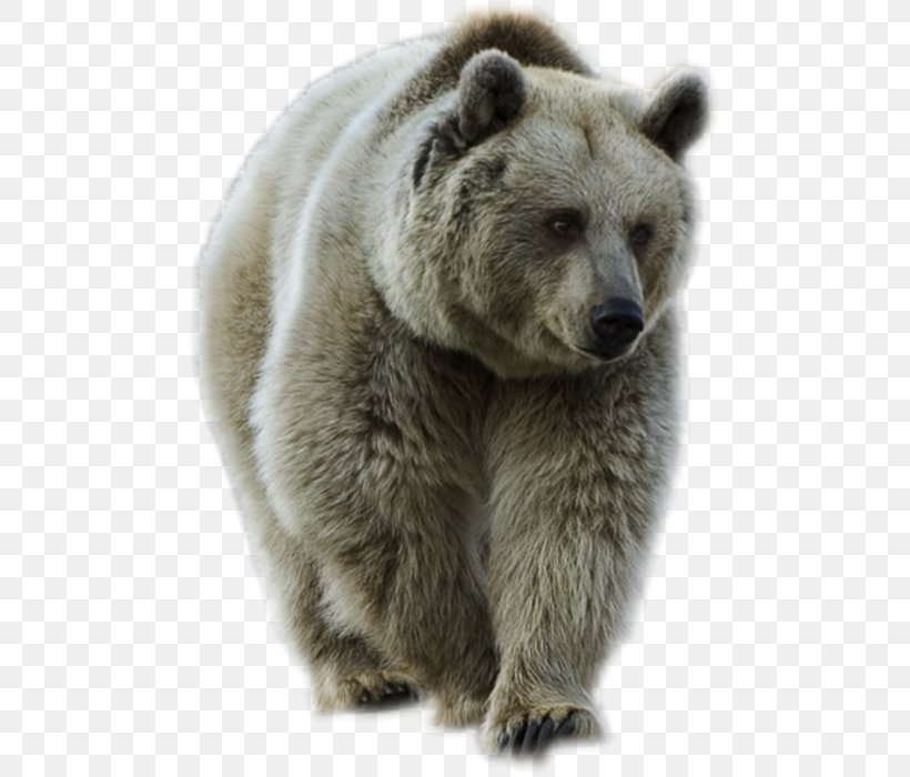 Brown Bear, PNG, 480x700px, Bear, Brown Bear, Carnivoran, Dots Per Inch, Fur Download Free
